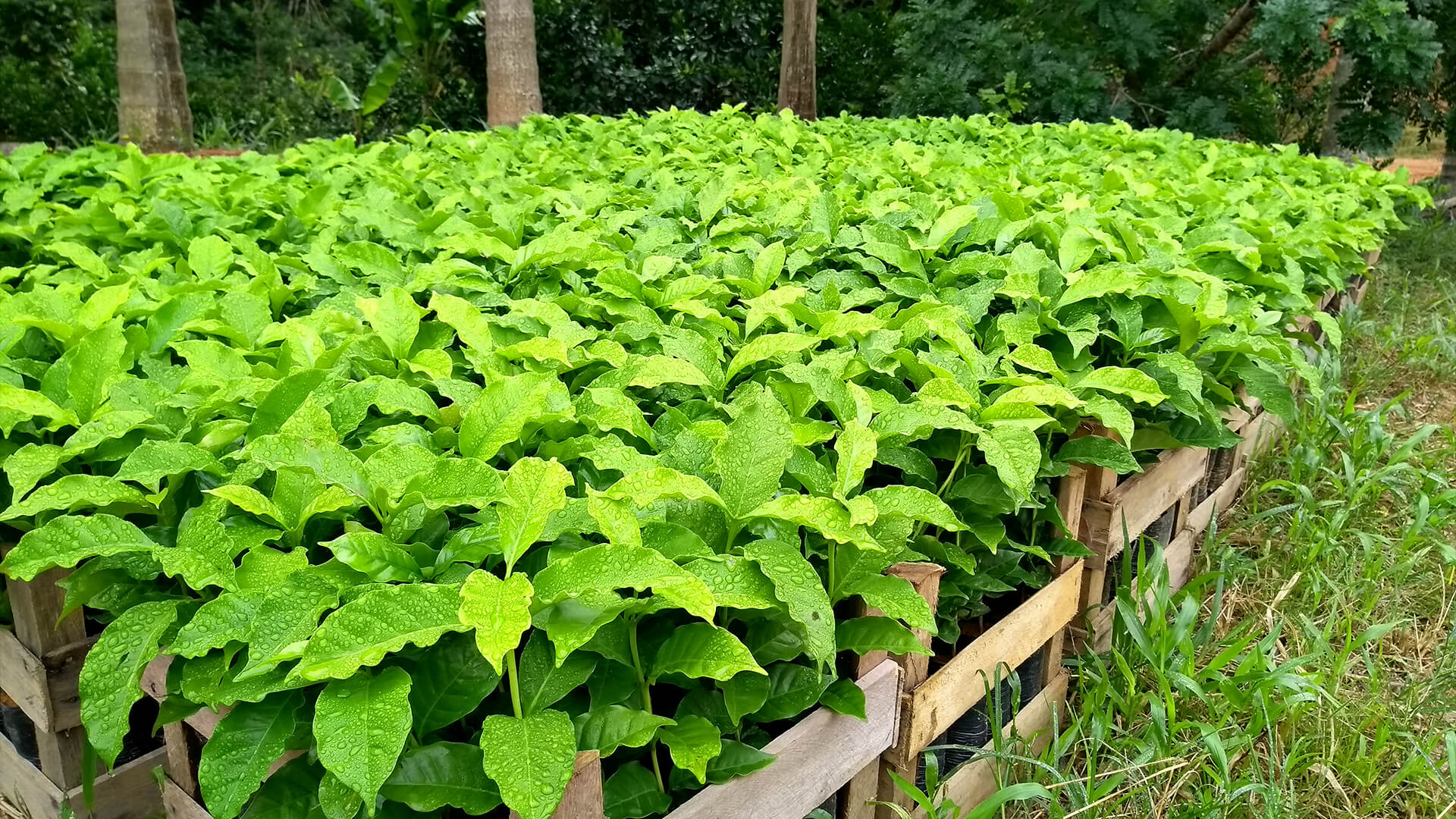 mudas de cafe vale dos barbados